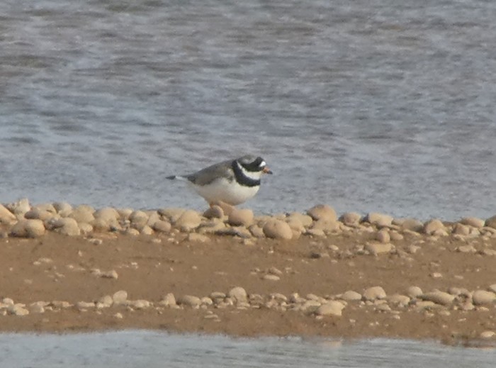 Ringed Plover