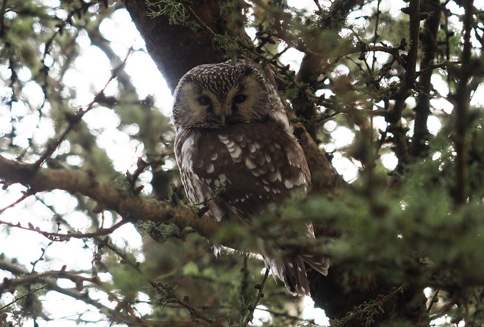 Tengmalm's Owl