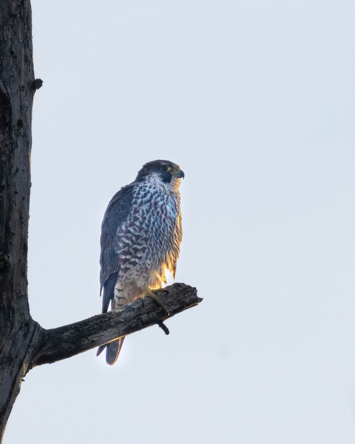 Peregrine