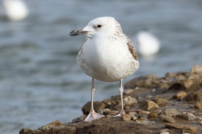 Caspian Gull