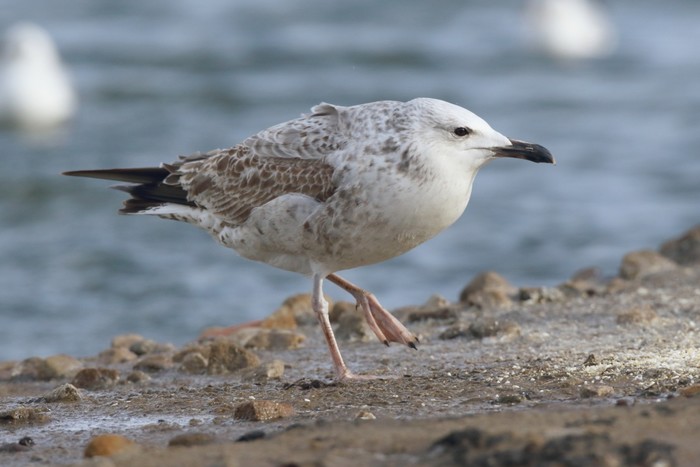 Caspian Gull