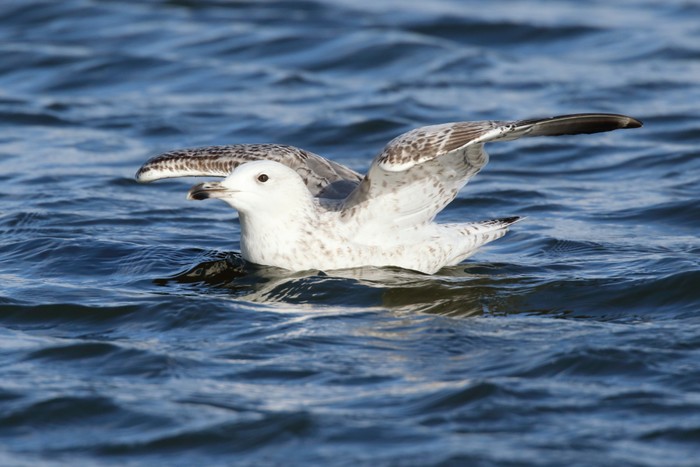 Caspian Gull