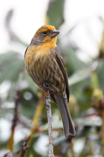 House Finch