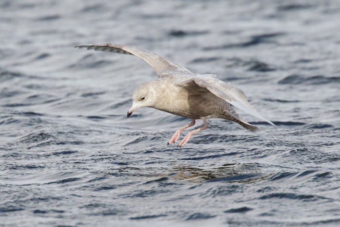 Iceland Gull