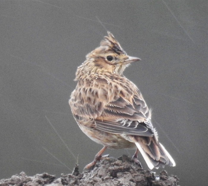 skylark