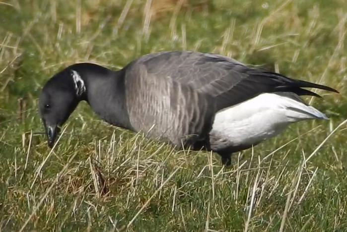 Dark-bellied Brent Goose
