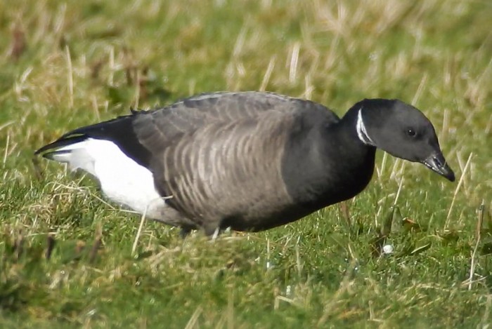 Dark-bellied Brent Goose