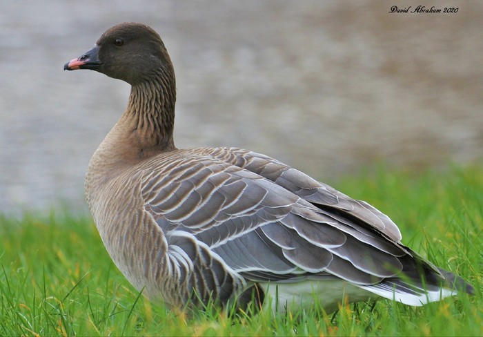 Pink-footed Goose