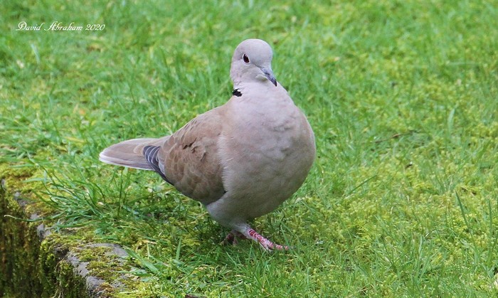 Collared Dove