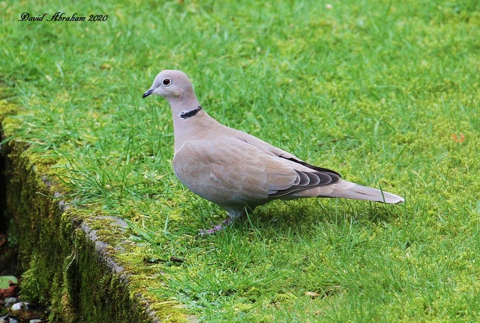Collared Dove