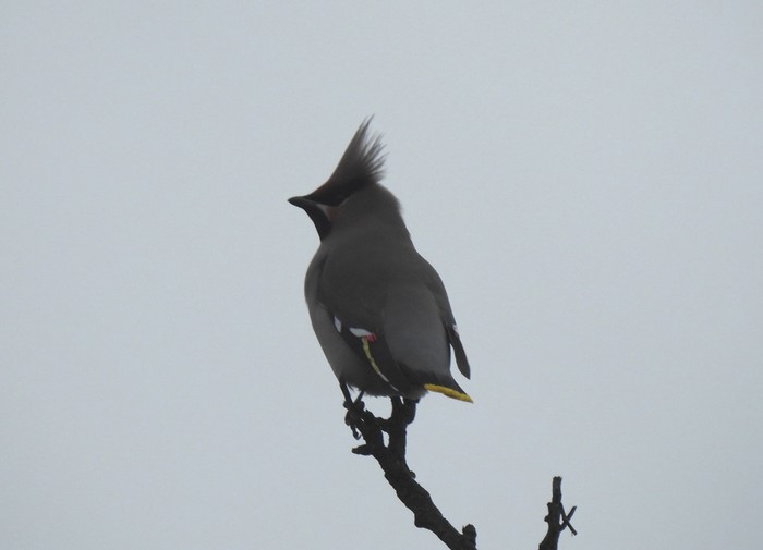 Waxwing