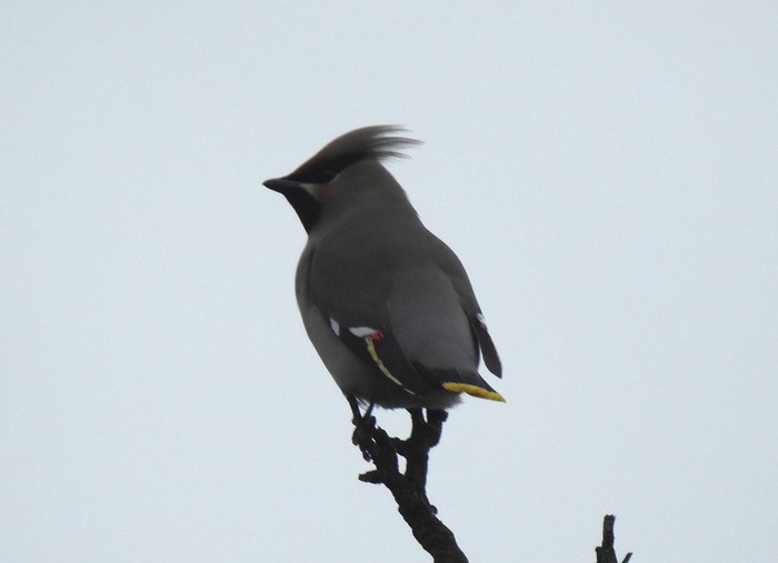 Waxwing