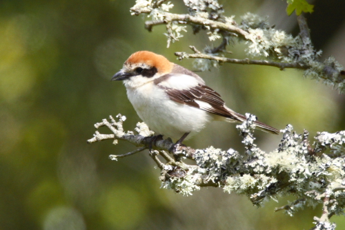 Woodchat Shrike