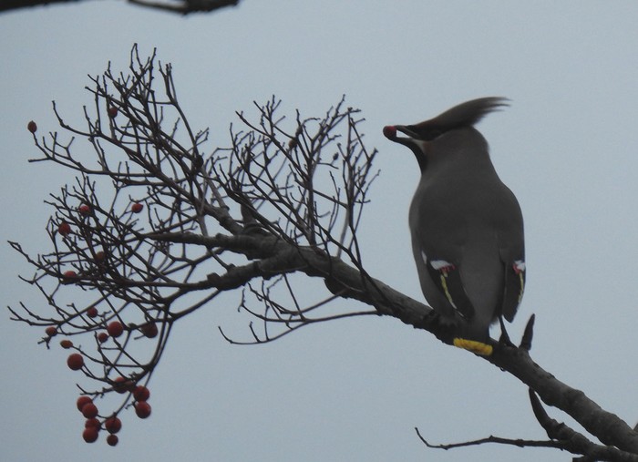 Waxwing