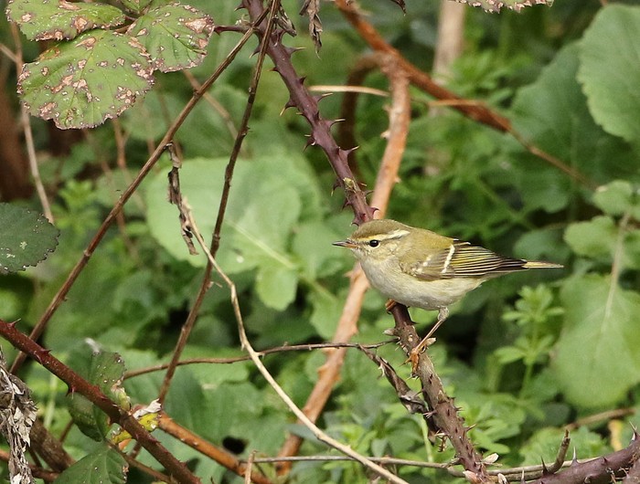Yellow-browed Warbler