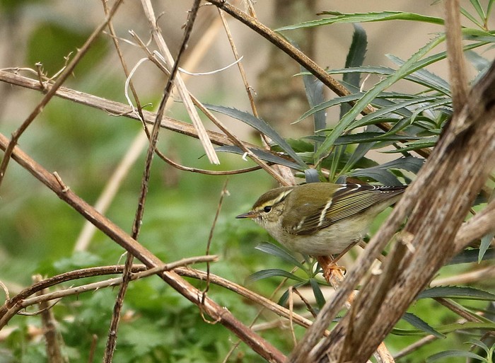 Yellow-browed Warbler
