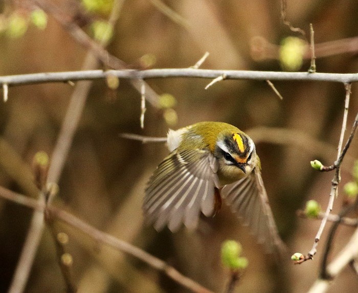 Firecrest