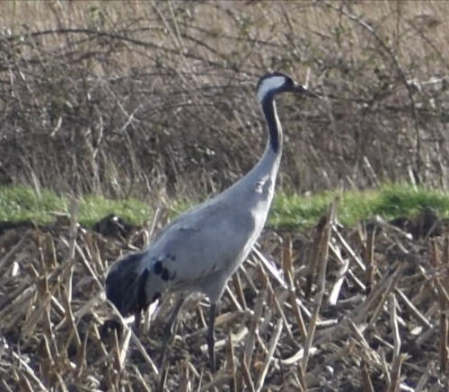 Common Crane