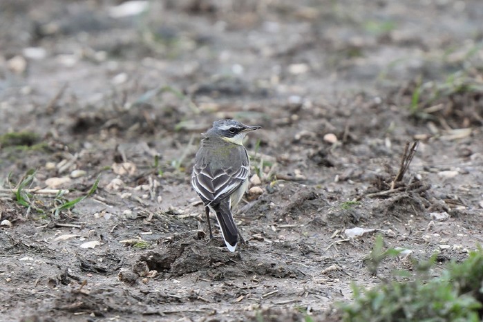 Blue-headed Eastern Yellow Wagtail