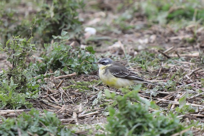 Blue-headed Eastern Yellow Wagtail