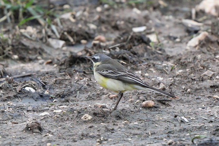 Blue-headed Eastern Yellow Wagtail