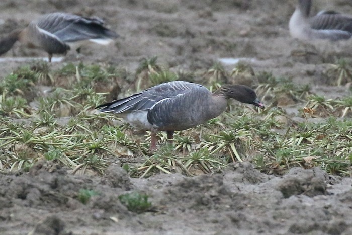 Pink-footed Goose