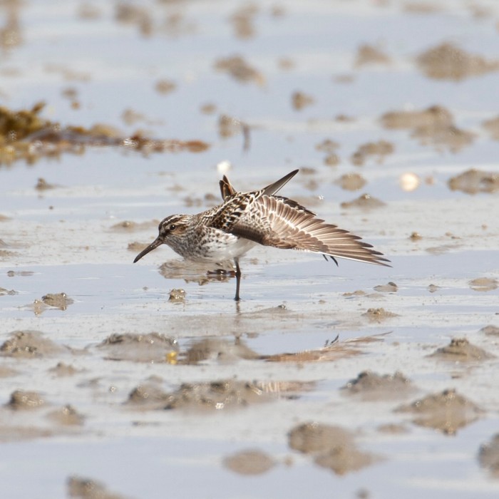Broad-billed Sandpiper