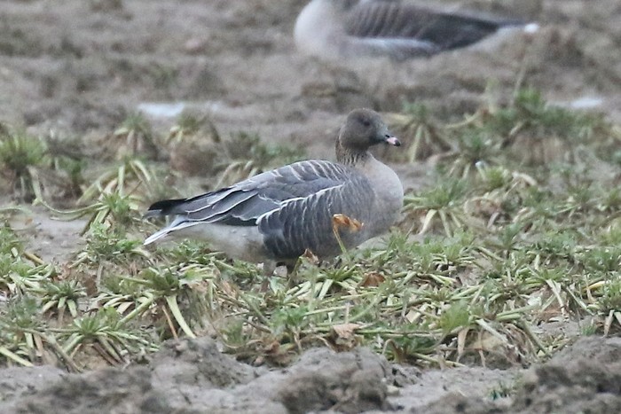Pink-footed Goose