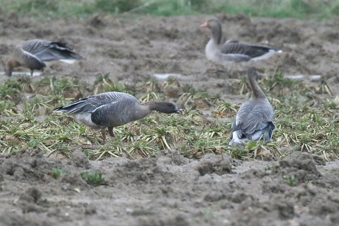 Pink-footed Goose