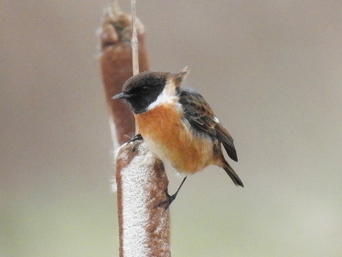 Stonechat