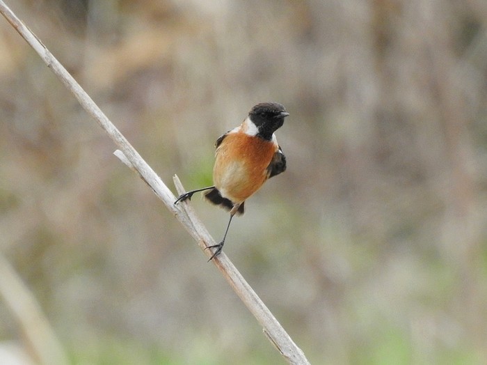 Stonechat