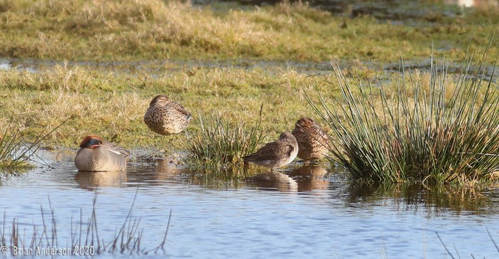 Long-billed Dowitcher