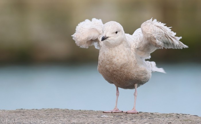 Iceland Gull
