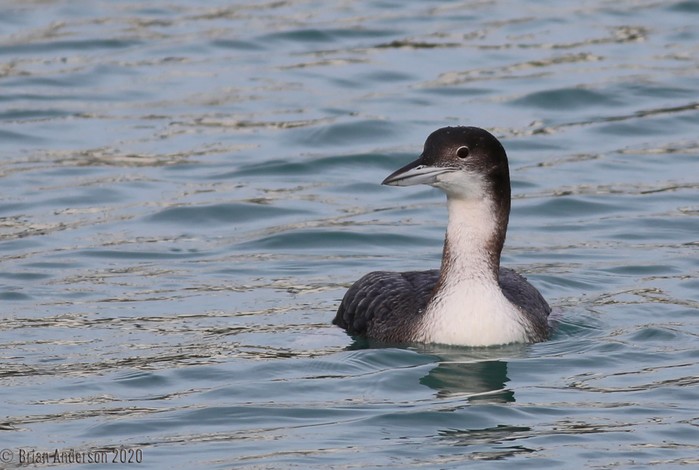 Great Northern Diver