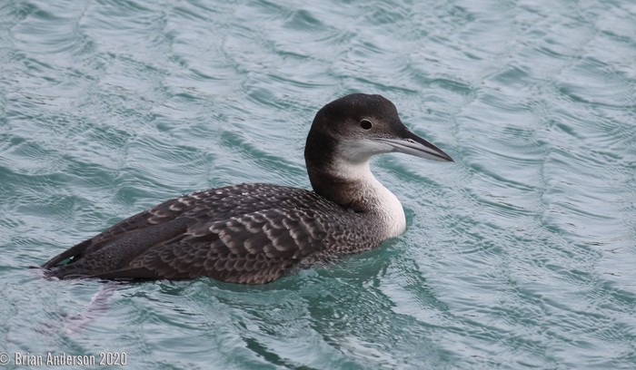 Great Northern Diver