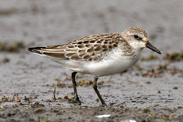 Semipalmated Sandpiper