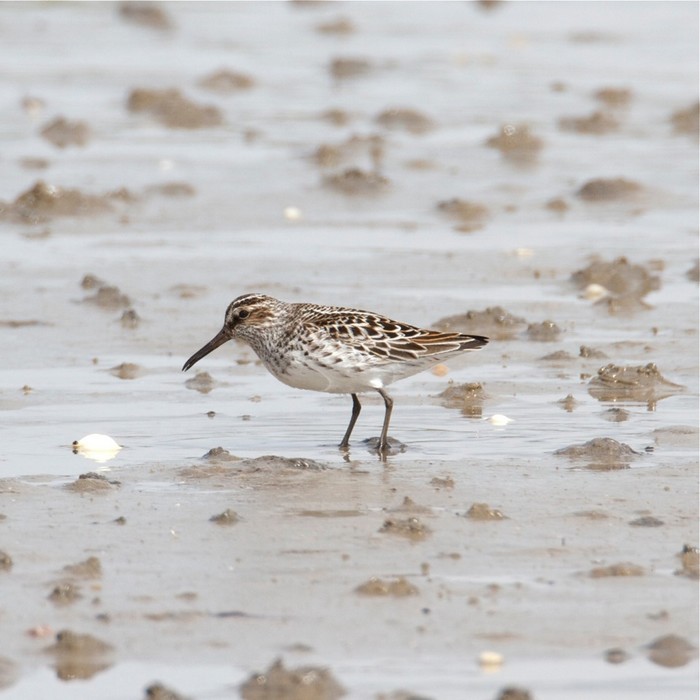 Broad-billed Sandpiper