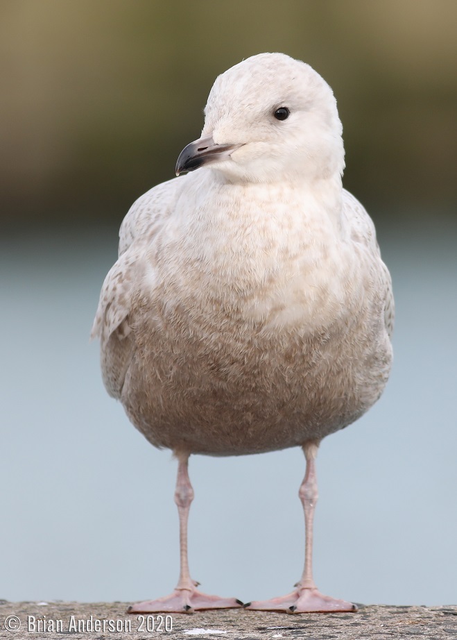 Iceland Gull