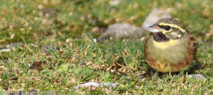 Cirl Bunting