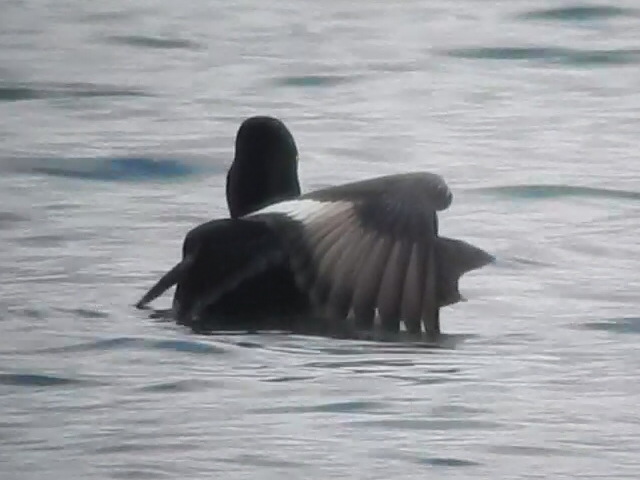 Lesser Scaup
