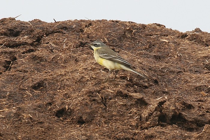 Blue-headed Eastern Yellow Wagtail