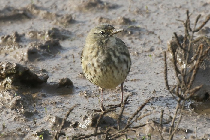 Rock Pipit