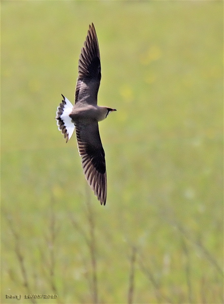 Oriental Pratincole