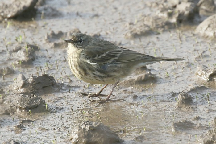 Rock Pipit