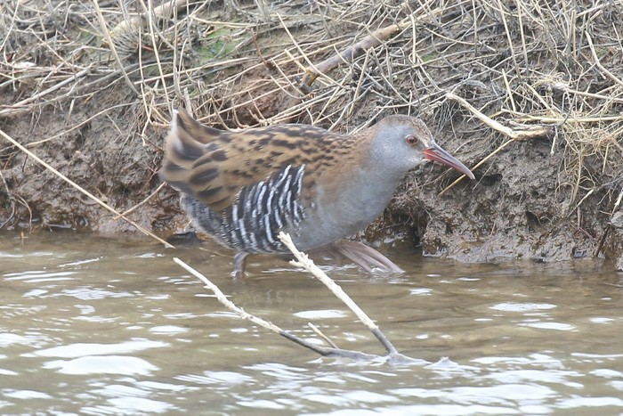 Water Rail