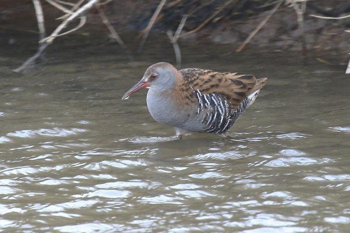 Water Rail