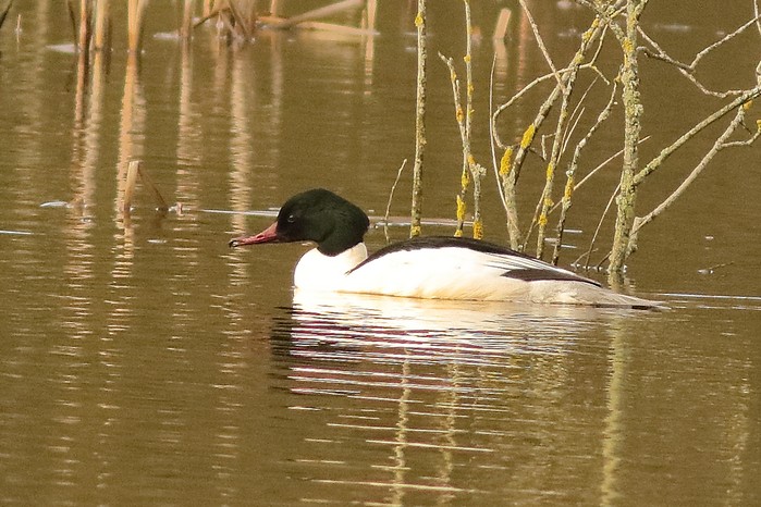 Goosander