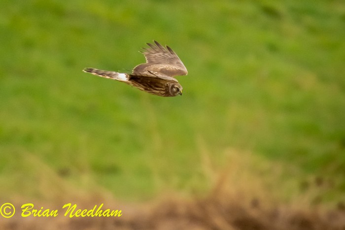 Hen Harrier
