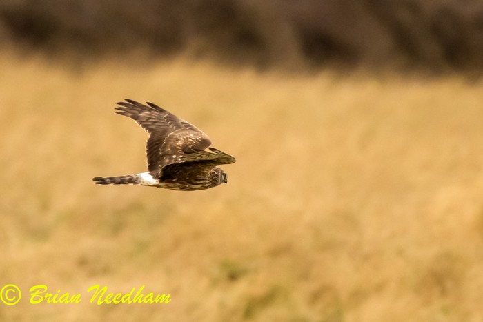 Hen Harrier