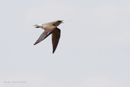 Oriental Pratincole